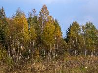 Herbstimpression aus dem Buchafilz bei Aschau